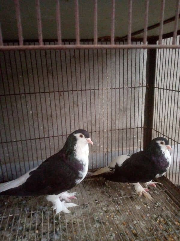 sherazi breeder pair 1