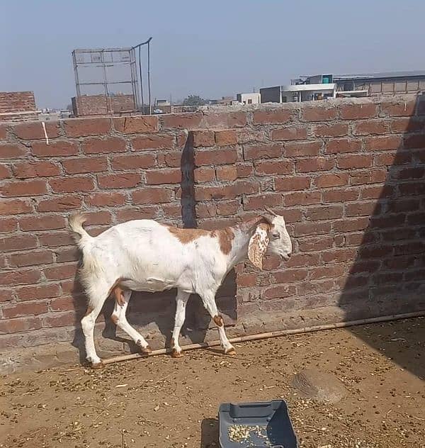 Ghabban bakri for sale |urgentlysale | 2.5 months confirm Ghabban | 1