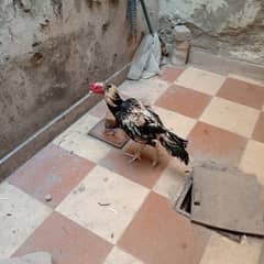 java murgha or Sindhi murgi 6 chicks ke Sath 0