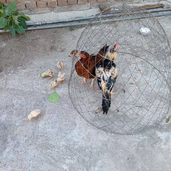 java murgha or Sindhi murgi 6 chicks ke Sath 7