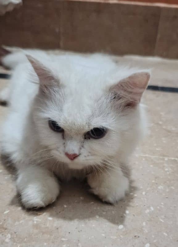 persian cat 3