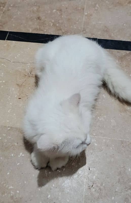 persian cat 4