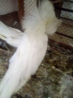 A one quality ,  polish pigeon  white Jacobin for sale