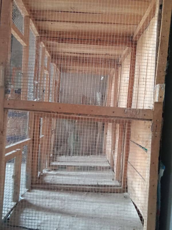 Bird Cage 1