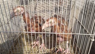 Aseel Chicks For Sale