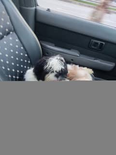 Shihtzu