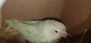 Per Blu male ha white pasta female  Opline pair 03134111831