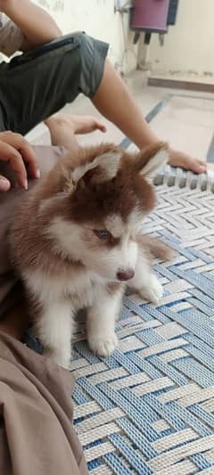 siberian husky puppies | husky Puppy | Dog | Wolly coat Puppy