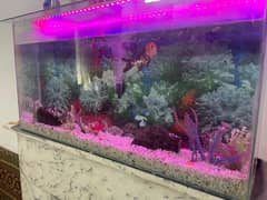 aquarium+ one fish for sale