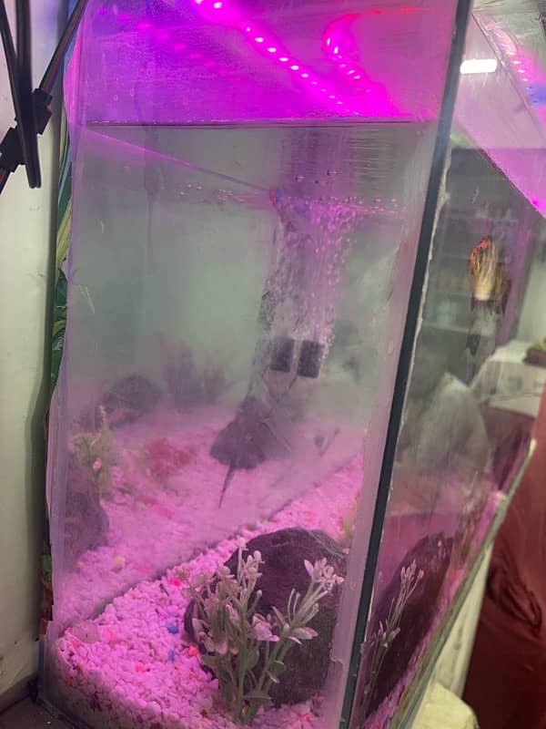 aquarium+ one fish for sale 4