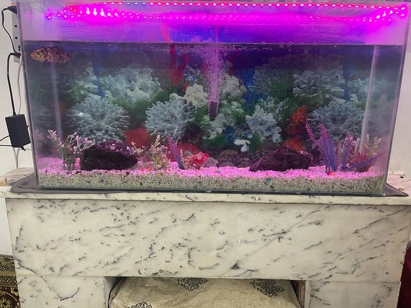 aquarium+ one fish for sale 5