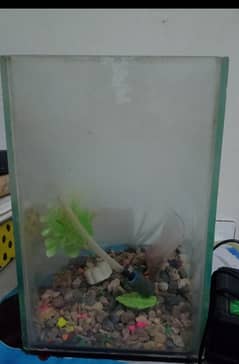 mini fish aquarium