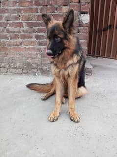 German shepherd  long code