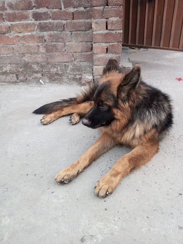 German shepherd  long code 1