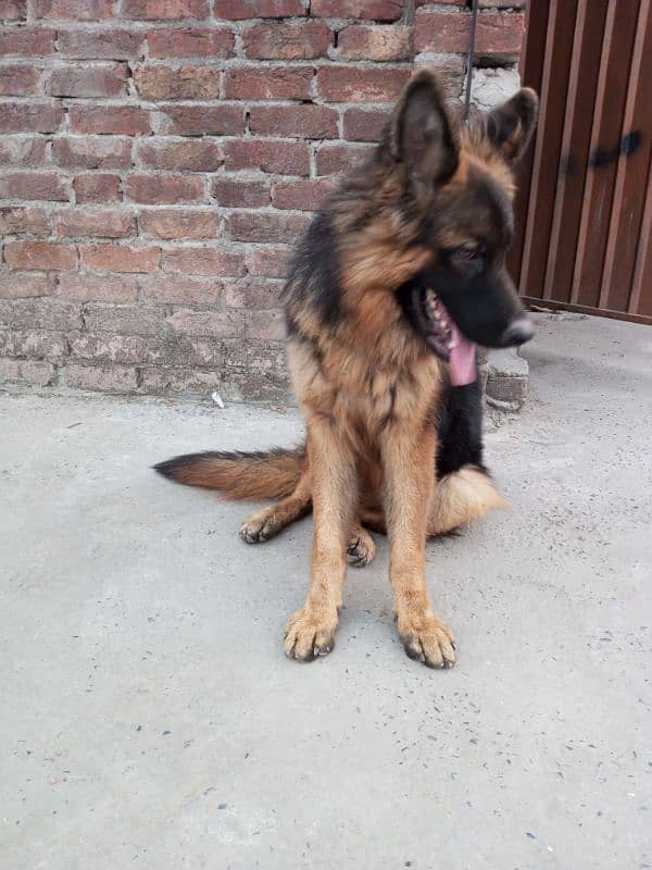 German shepherd  long code 2