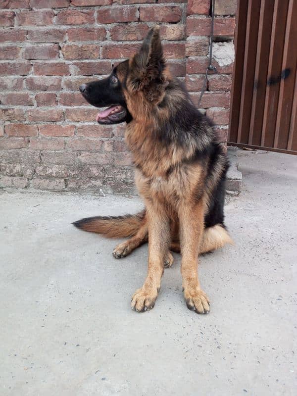 German shepherd  long code 3