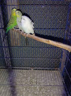 budgies java finch 0