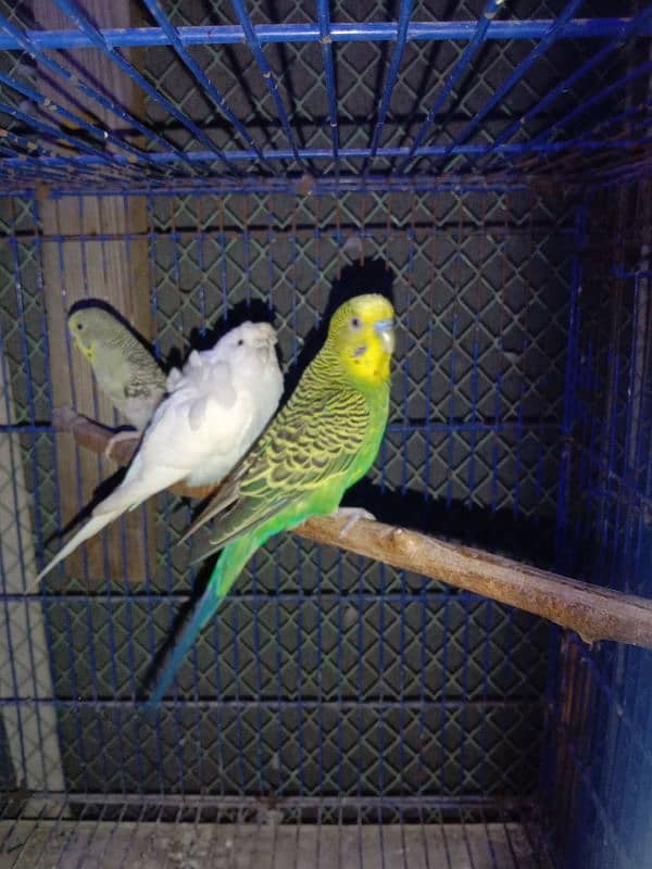 budgies java finch 1