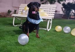 Imported rottweiler male