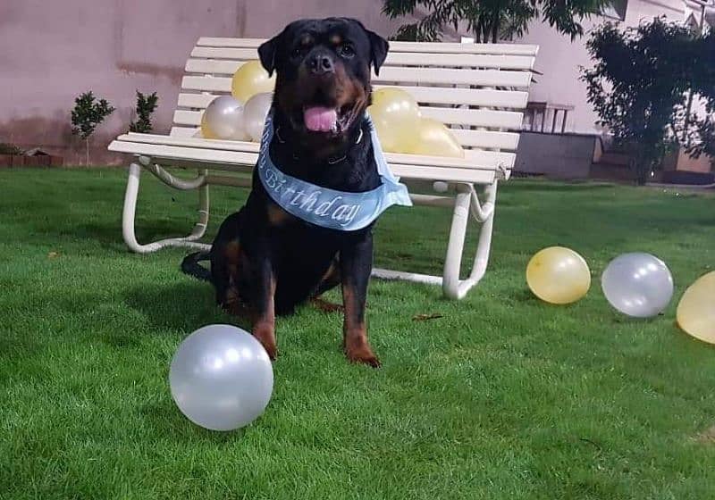 Imported rottweiler male 0