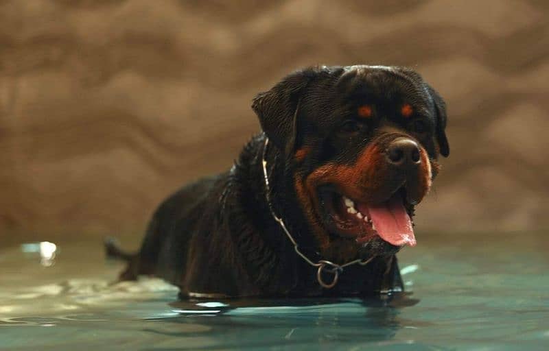 Imported rottweiler male 1