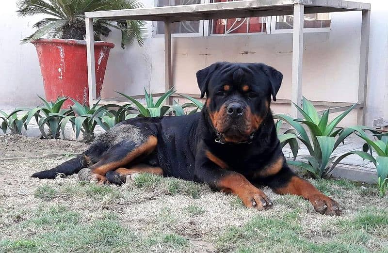 Imported rottweiler male 2