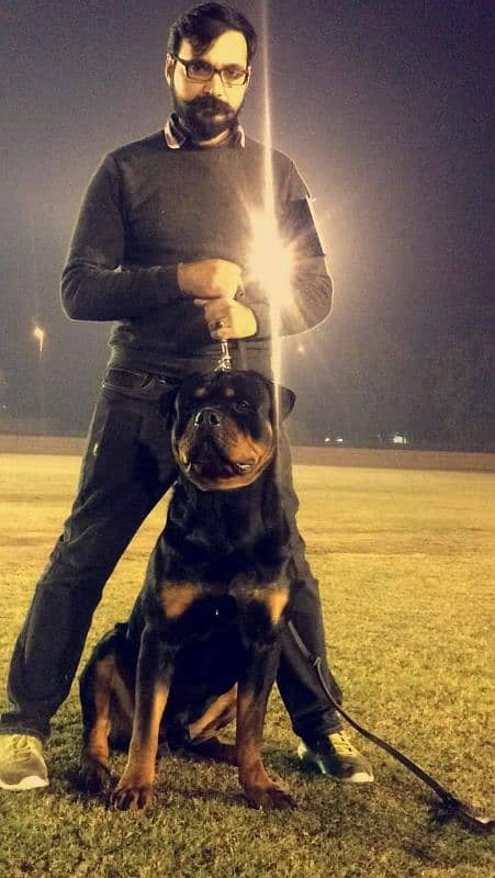 Imported rottweiler male 4