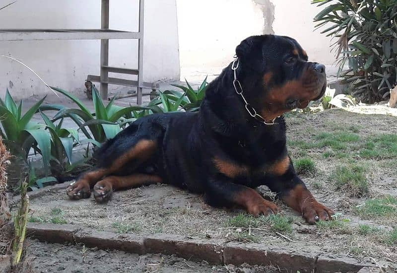 Imported rottweiler male 5