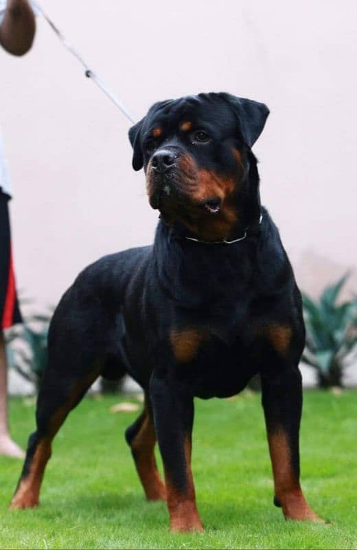 Imported rottweiler male 6