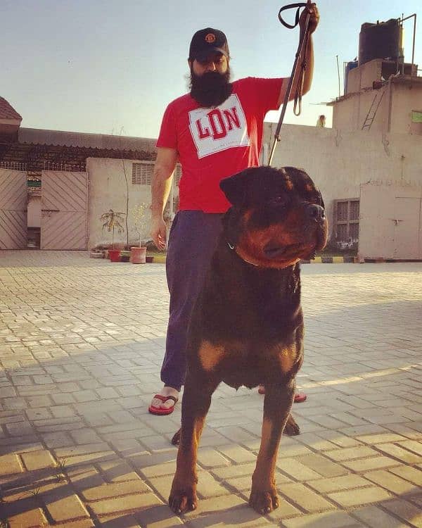 Imported rottweiler male 7