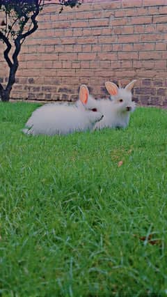 Angora Rabbits