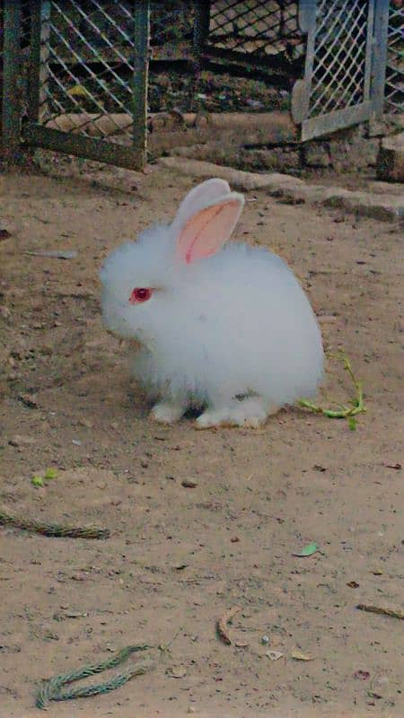 Angora Rabbits 2