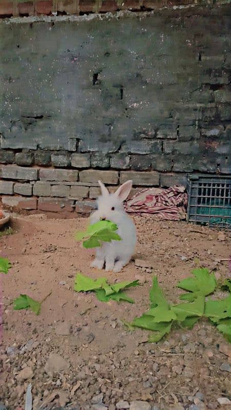 Angora Rabbits 4