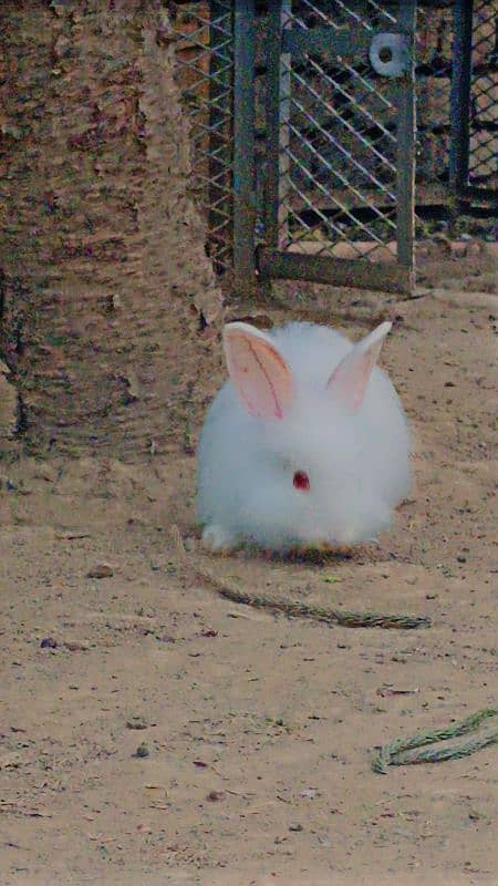 Angora Rabbits 5