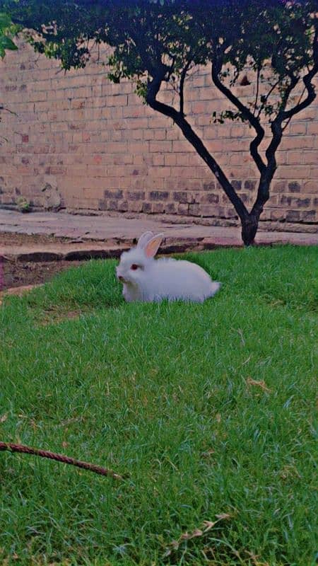 Angora Rabbits 6