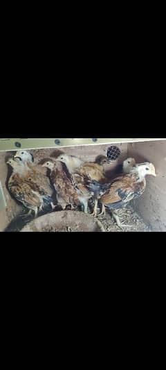 Golden misri CHICKS FOR SALE