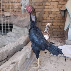 Pure Thai pakoya pair and kandhari Aseel female