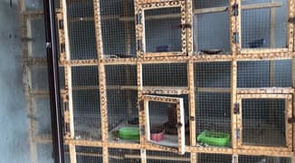 Cages for birds rabbits cats dogs