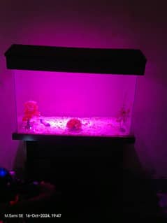 Fish Aquarium