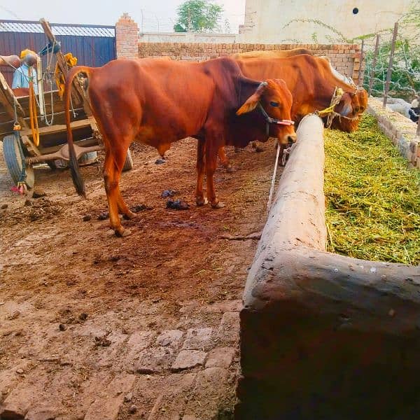 Sahiwa Vache 5