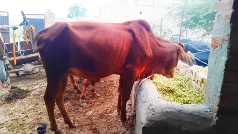 Sahiwa Vache 7