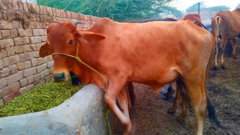 Sahiwa Vache 13