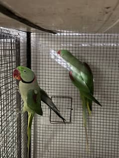 Very Healthy parrots MashAllah