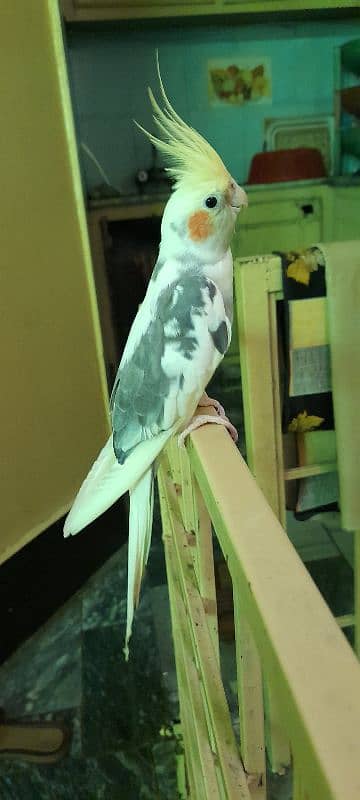 cocktail hand tame male for sale 1