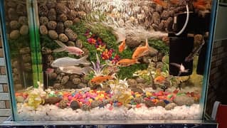 fish aquarium sale with 20 fish aquarium size 2by 2 feet