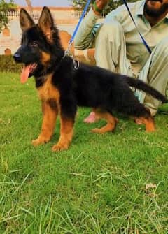 German Shepherd | long coated German Shepherd puppies | GSD pair