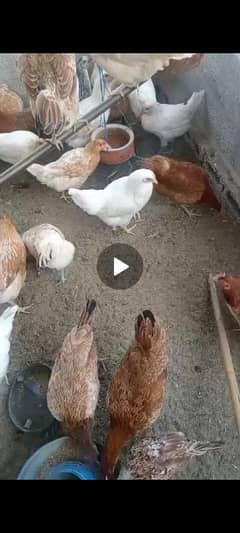 egg laying hen golden misry