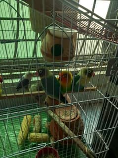 love bird for sale 5 pair 0