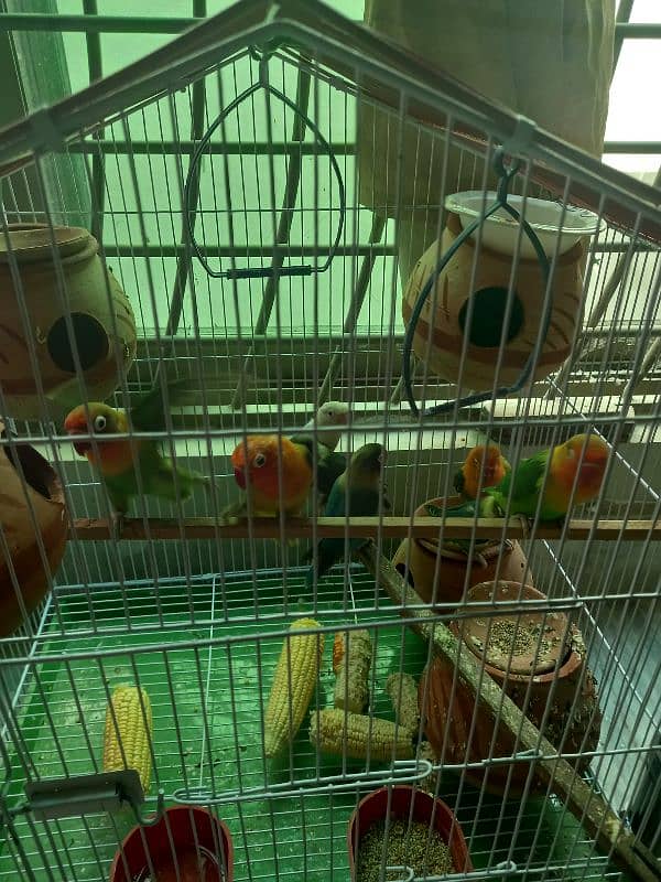 love bird for sale 5 pair 2