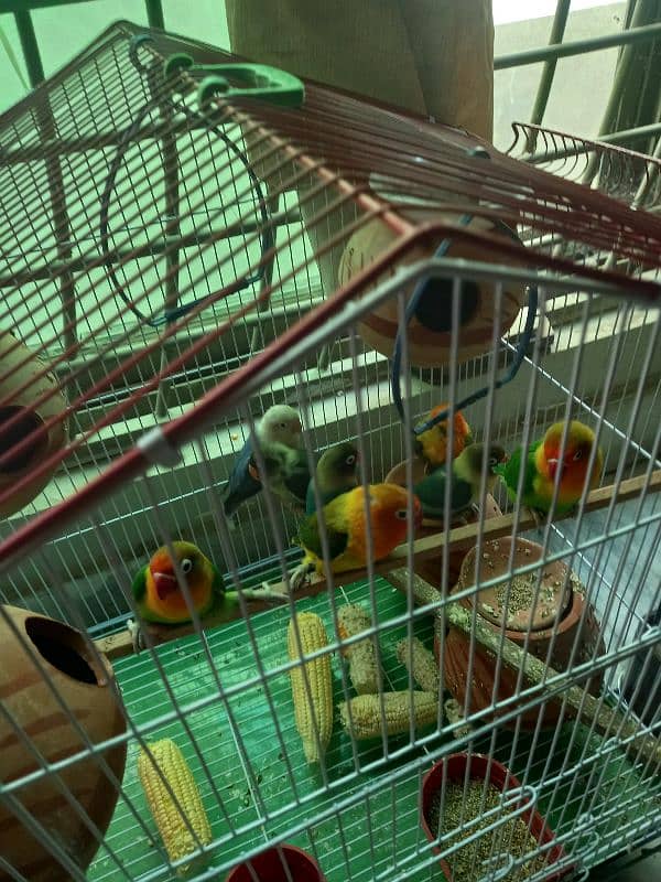 love bird for sale 5 pair 4